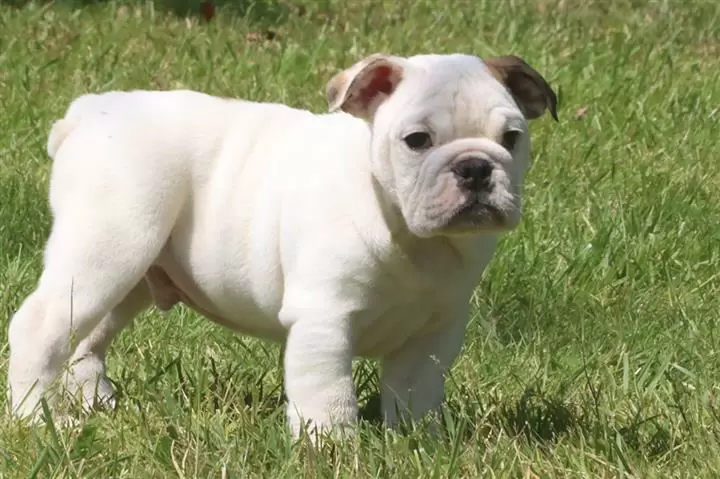 $100 : nice10wks  E.bulldogs 4u ready image 6