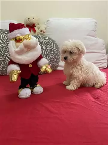 $450 : BUY MALTESE PUPPIES READY image 1