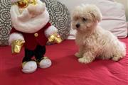 MALTESE PUPPIES READY FOR NEW