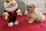 BUY MALTESE PUPPIES READY en Atlanta