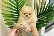 $350 : Cachorros Pomeranian en venta thumbnail