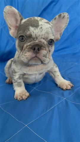 $1500 : Akc French Bulldogs image 1