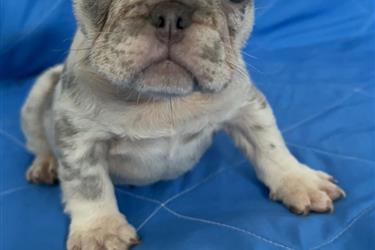 Akc French Bulldogs en Orange County