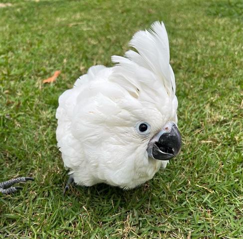 $900 : CUTE Cockatoo parrots for Sale image 2
