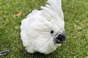 $900 : CUTE Cockatoo parrots for Sale thumbnail