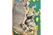 $350 : Cachorros Bulldog Francés thumbnail