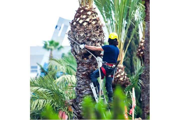 Expertos en Jardinería image 3