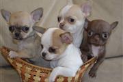 Chihuahua puppies en Miami