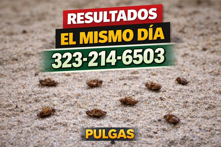 FUMIGACION ECONOMICA $50 image 4