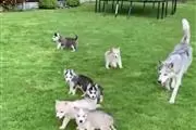 Sweet Siberian Husky Puppies en Indianapolis