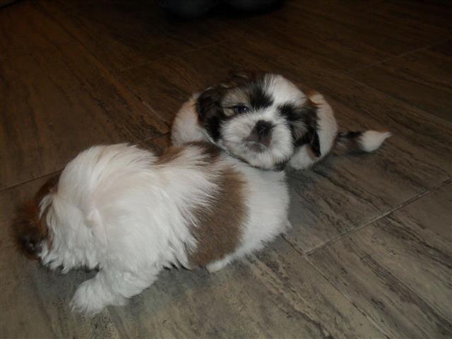 $280 : Shih tzu puppies for sale image 2