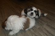 $280 : Shih tzu puppies for sale thumbnail