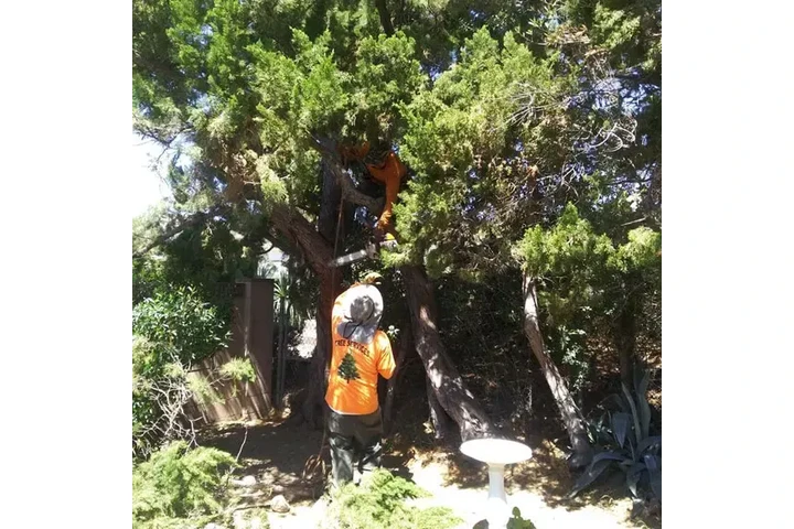 CUIDADO DE ARBOLES image 7