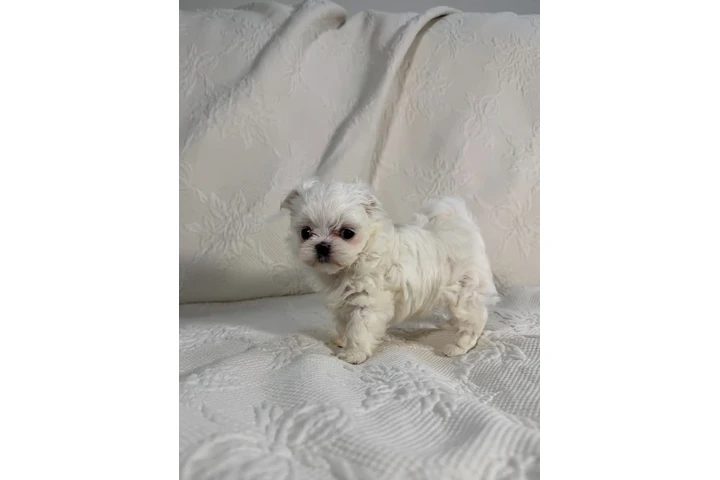 $350 : Cachorros malteses taza de té image 3