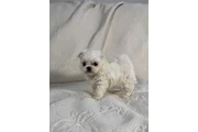 $350 : Cachorros malteses taza de té thumbnail