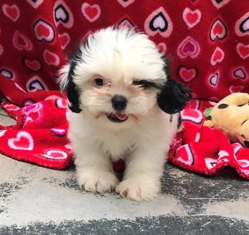 $600 : Shih tzu puppies ready now image 2