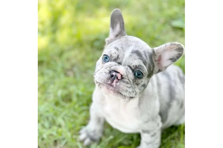 $400 : Pomeranian puppies and French image 3