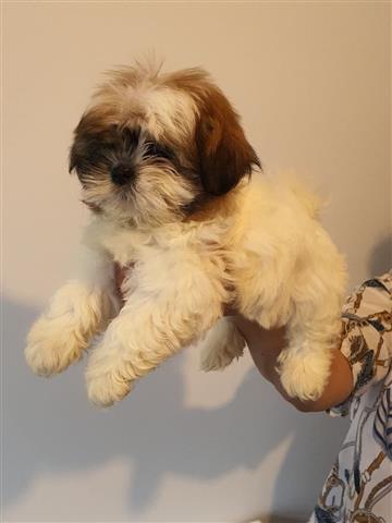 $500 : Adorable Male And Female Shih image 3