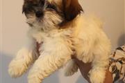 $500 : Adorable Male And Female Shih thumbnail