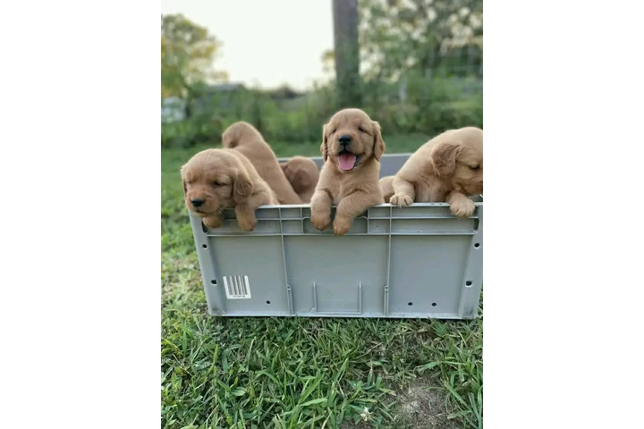 $350 : Cachorros Golden Retriever image 4