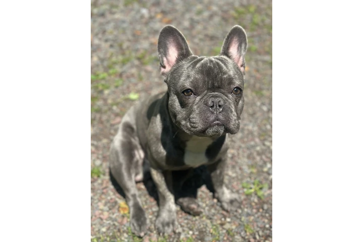 $1500 : French bulldog image 1