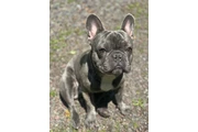 French bulldog en Philadelphia