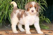 $240 : Bernese Mountain Dog Puppies thumbnail