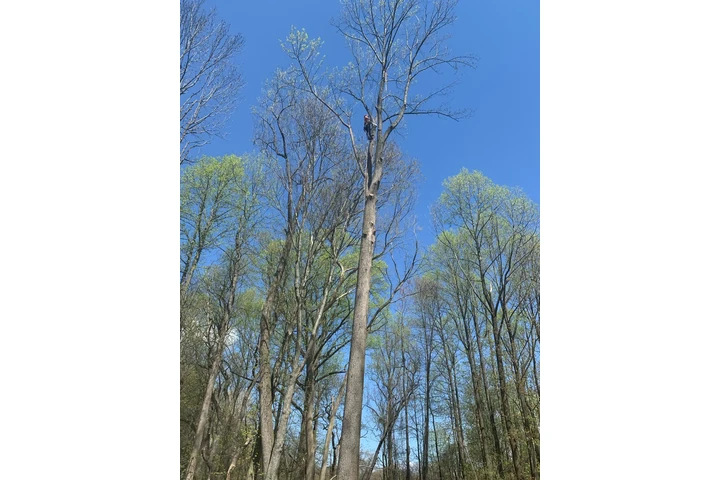 Happy Tree Services INC image 10