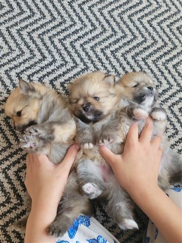 $500 : Cachorros de Pomerania image 1