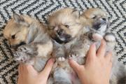 Cachorros de Pomerania en Little Rock