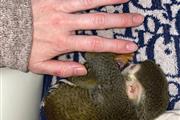 $300 : monos ardilla en adopción thumbnail