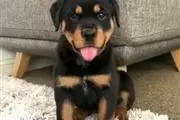 Especial cachorros rottweiler en Baltimore