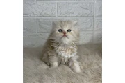 $240 : 2 Preciosos gatitos Persian thumbnail