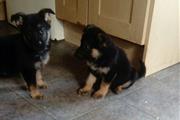 ADORABLE GERMAN PUPS FOR SALE