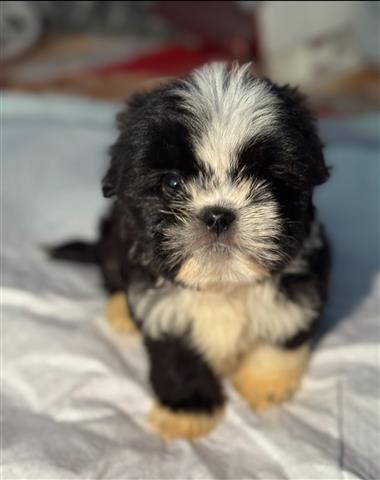 $700 : Shih tzu machito image 2