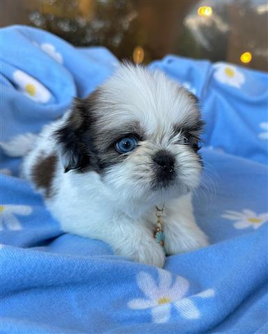 $350 : Shihtzu image 3