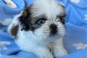 $350 : Shihtzu thumbnail