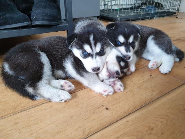 $300 : Siberian Husky puppies adoptio image 1