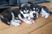 Siberian Husky puppies adoptio en Tucson