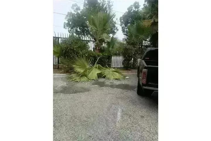 CANALEZ GARDENING SERVICES image 4