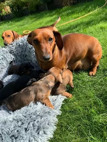 $600 : Cute Dachshund Puppies image 2