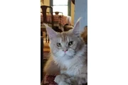 $4000000 : Excelente Maine Coon Mascotas thumbnail