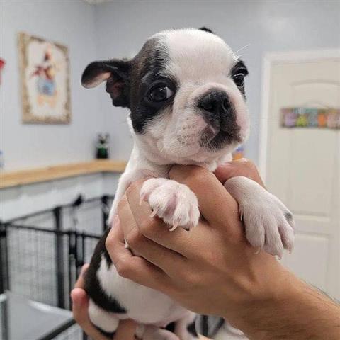 $350 : Boston Terrier puppies image 1