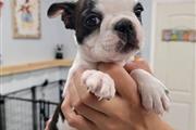 $350 : Boston Terrier puppies thumbnail