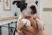 Boston Terrier puppies