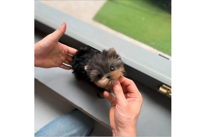 $350 : cachorros de yorkie image 1