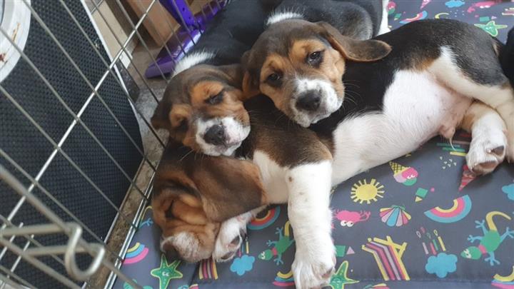 $500 : Beagle Puppies Available image 3