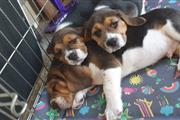 $500 : Beagle Puppies Available thumbnail