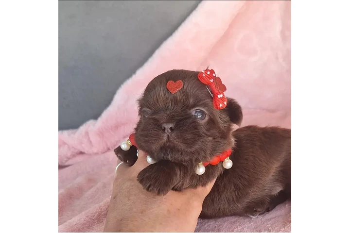 $350 : taza de té shihtzu image 1