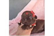 taza de té shihtzu en New York